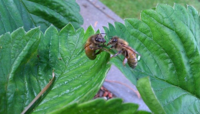 bees