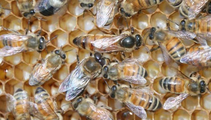 3bees