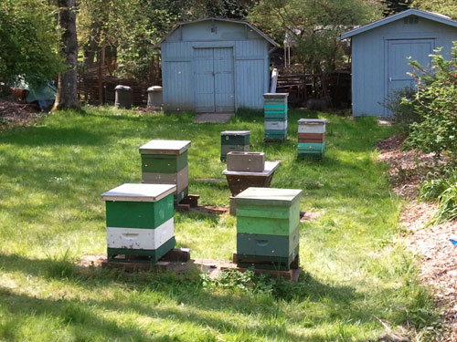 PSBA Apiary PSBA Apiary at Graham Visitor Center in the UW Arboretum