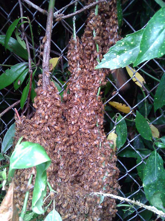 Honey Bee Swarm Honey bee swarm on bush in West Seattle