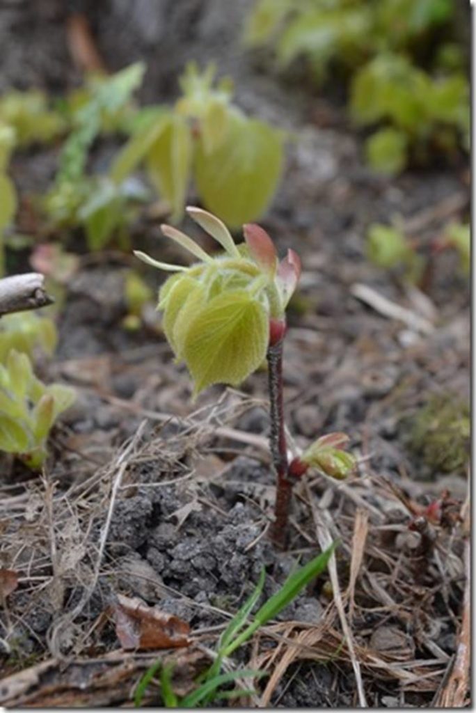 Linden tree seedling