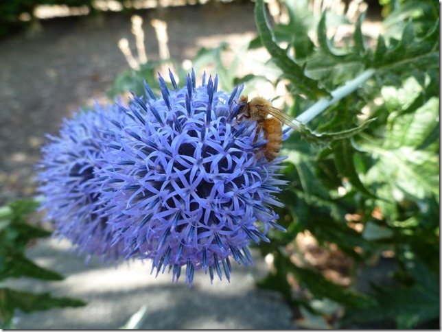 Globe Thistle (Echinops ritro)
