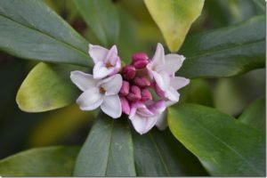 Winter Daphne (Daphne odora)